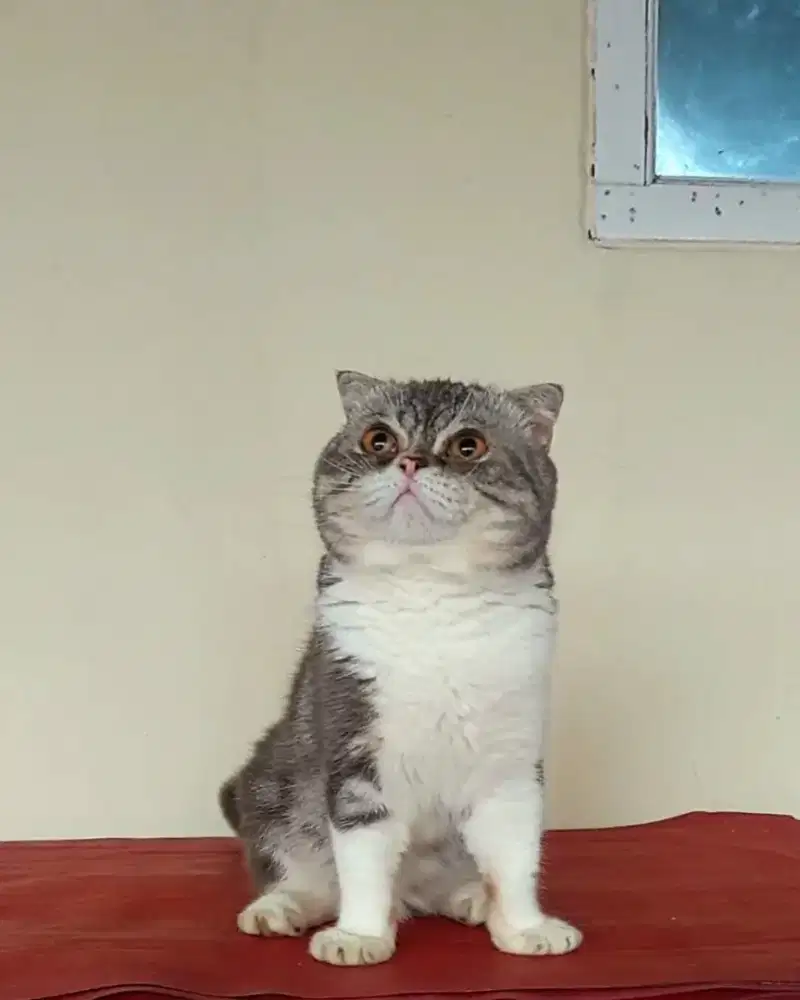 Pejantan Scottish Fold SF