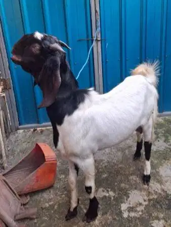 cicilan kambing qurban 500rb/bln 8x bobot 35kiloan timbang riil manteb