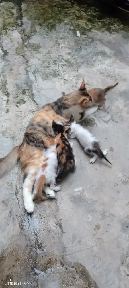 Over adopt kucing