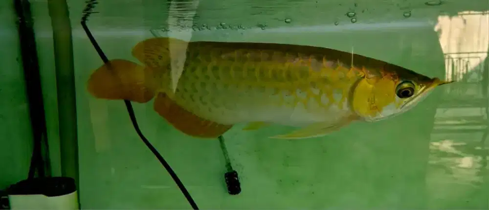 Super red itl spek kontes