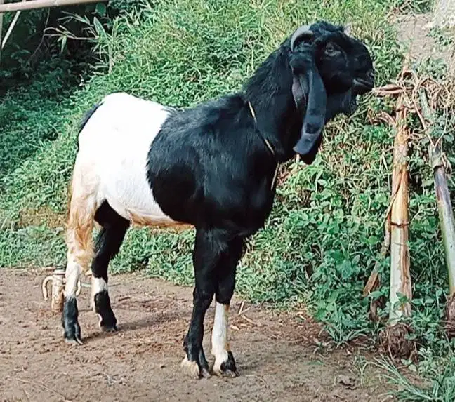 cicilan kambing qurban 2026 35kiloan 500rb/bln 8x timbang riil jamin