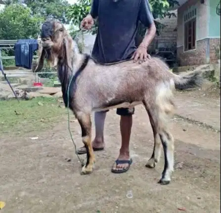 cicilan kambing qurban 2026 35kiloan 500rb/bln 8x timbang riil manteb