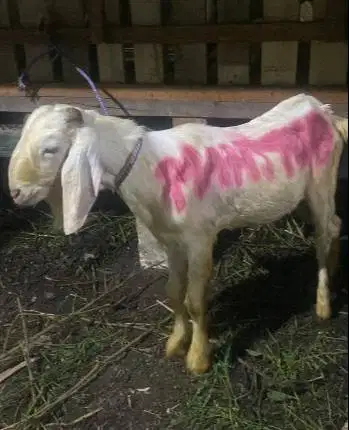 cicilan 500rb/bln 8x kambing qurban 35kiloan timbang riil jamin manteb