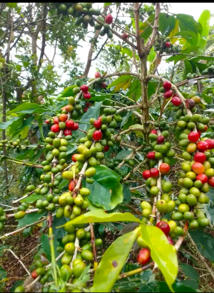 Kebun kopi arabika dijual cepat