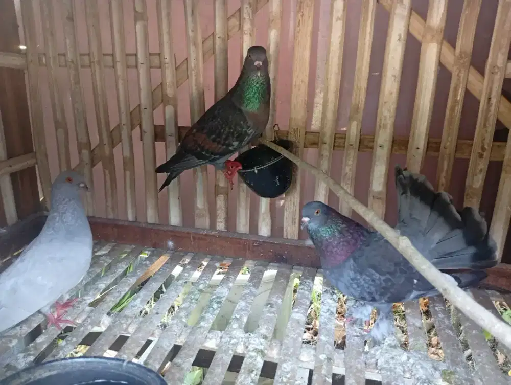 Burung merpati borongan murah