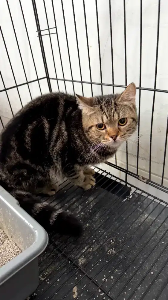 skotish black & skotish gold