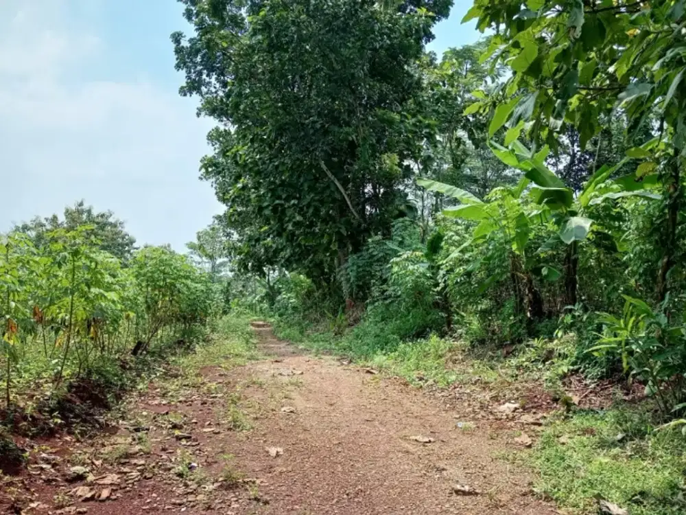 Tanah Tembalang Kramas Undip