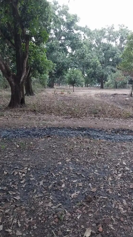 *Dijual Kebun Mangga aktif daerah Indramayu 2hektar*