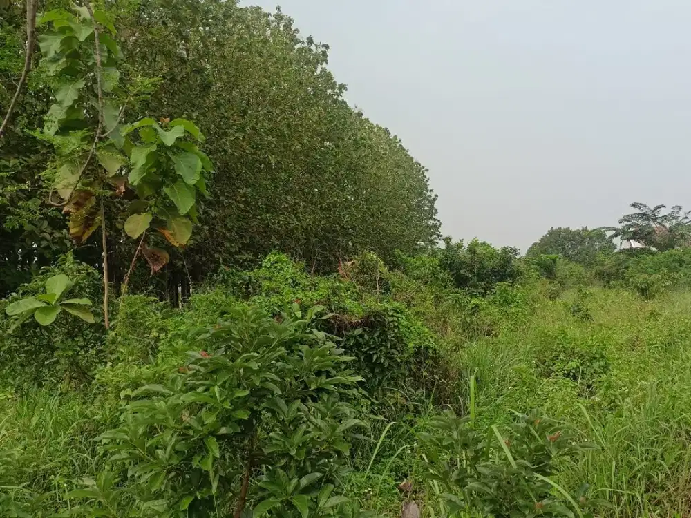 Kavling Murah 15 Menit Stasiun Bojonggede Lokasi Strategis Free SHM