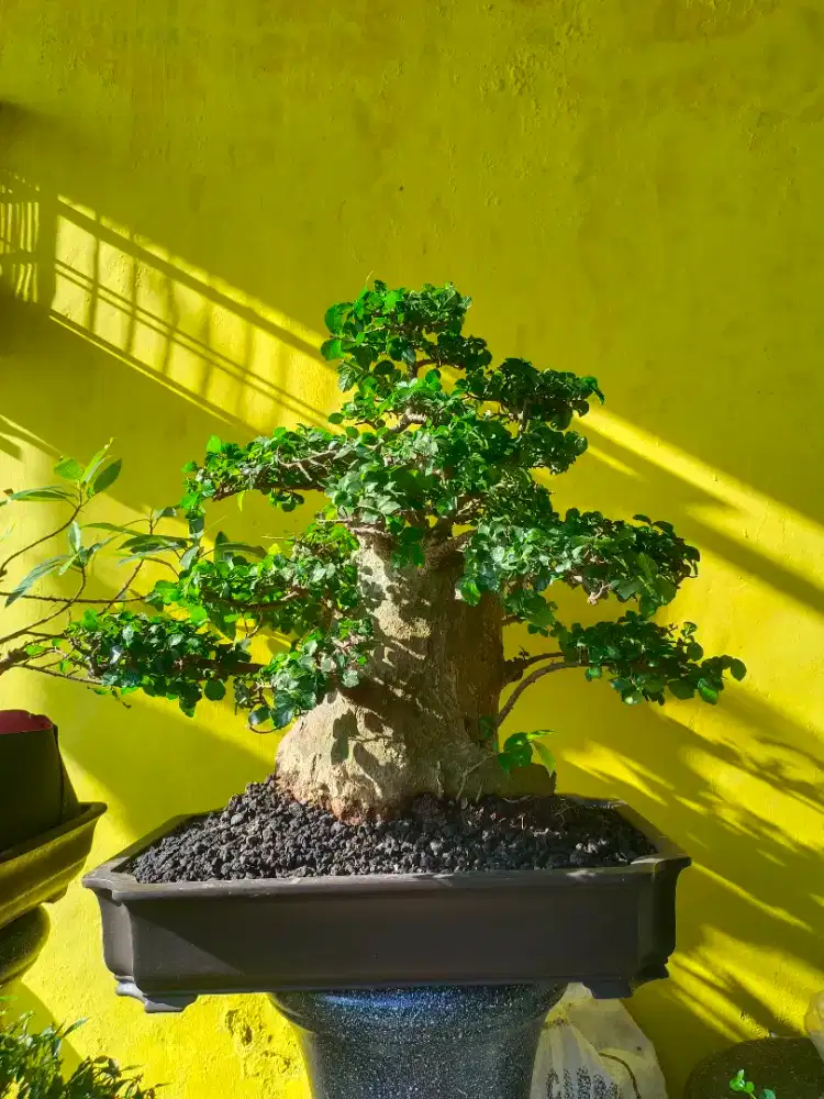 Bonsai serut jumbo, size medium
