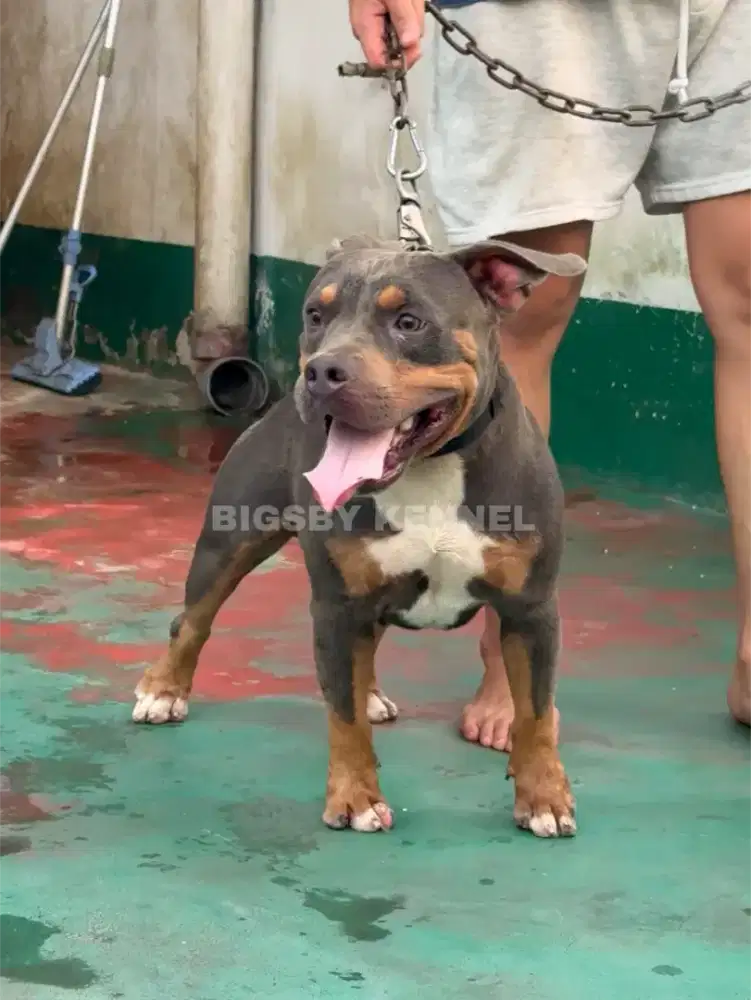 Pitbull Jantan Lilac Tan Tricolor American Pit Bull Male Langka