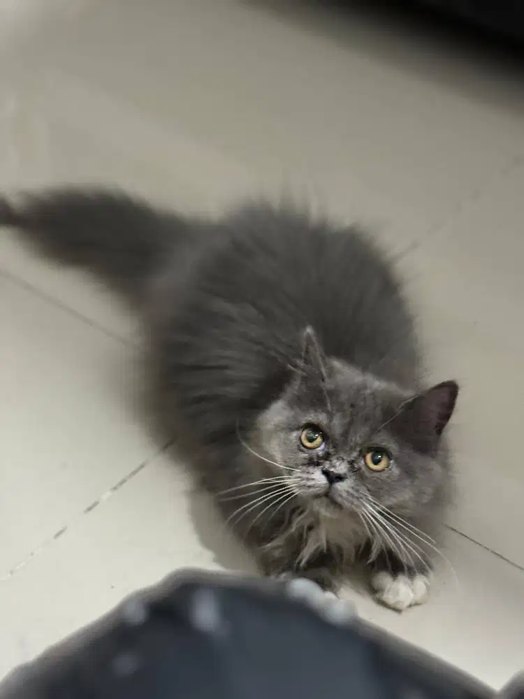 Open Adopt Kucing Persia Flatnose