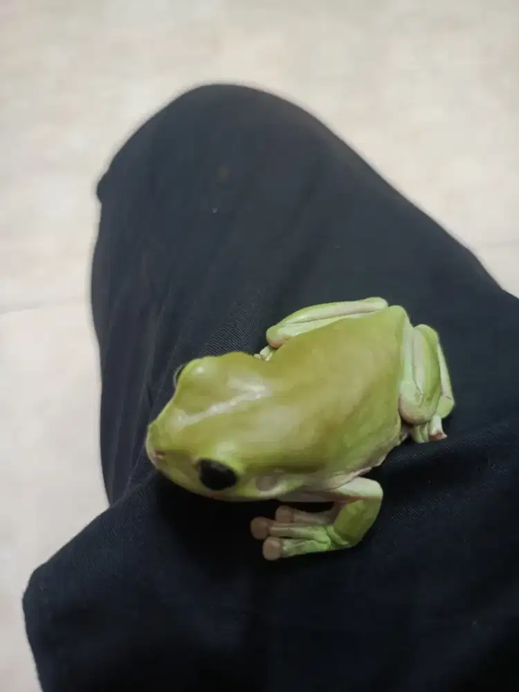 Katak pesek/Dumpy frog