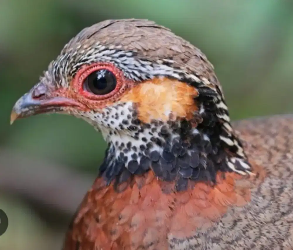 Puyuh Gonggong Kalung Emas