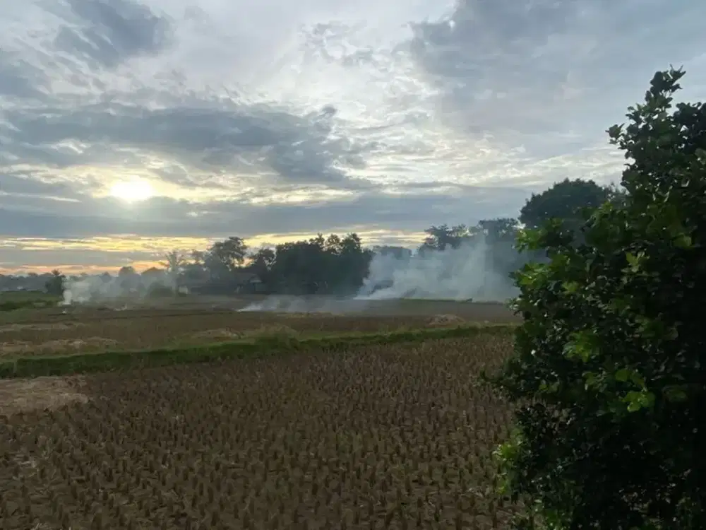 Tanah Subur Area Sawah Legok Tangerang, Cocok untuk Pertanian