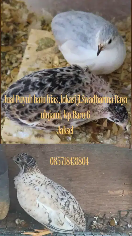 Burung Puyuh batu hias