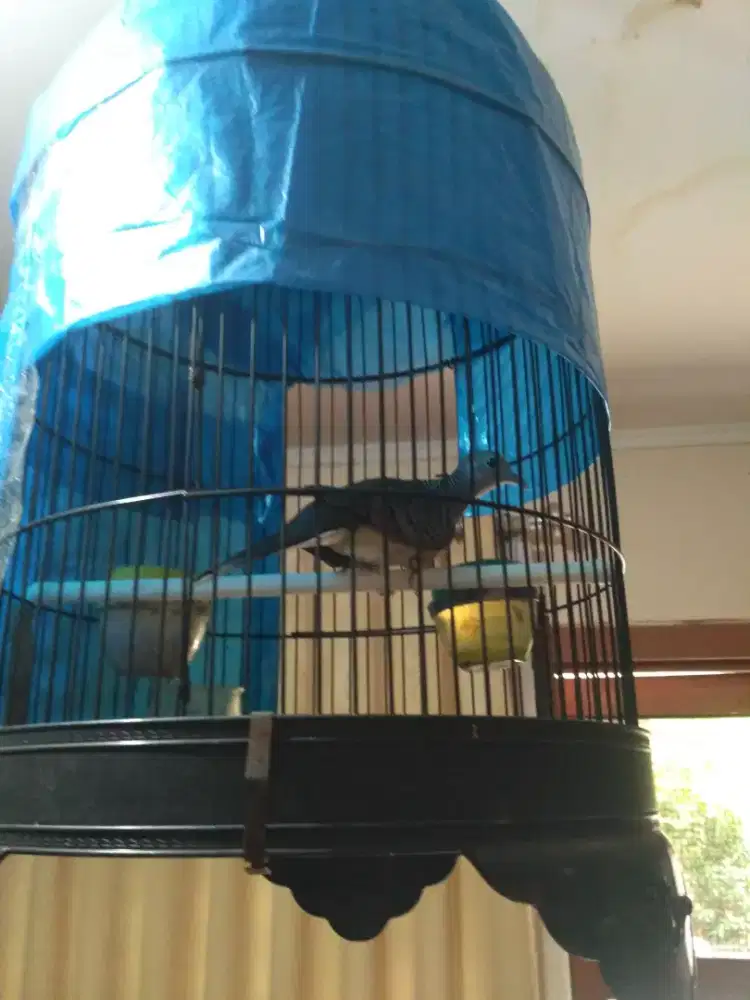 Perkutut bangkok cetekan gacor ( burja)