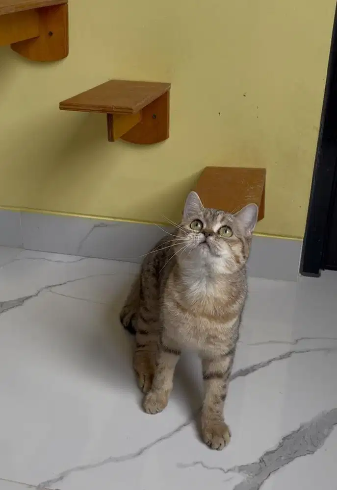 Kucing British Shorthair NY25 (nonped)