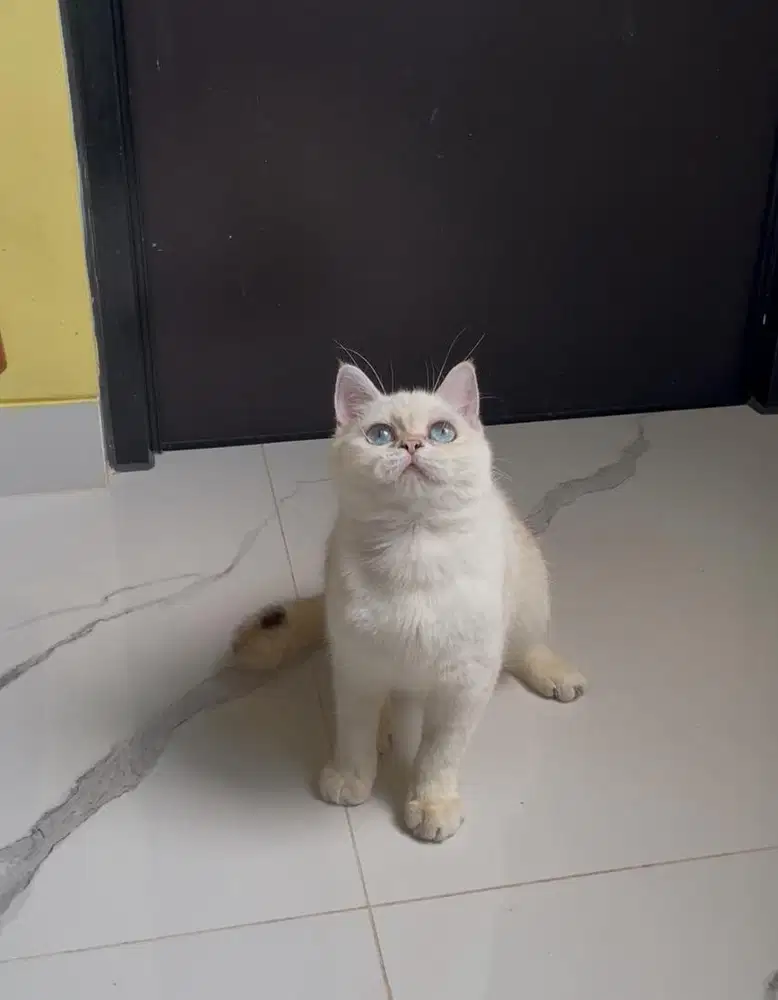 Kucing British Shorthair nonped