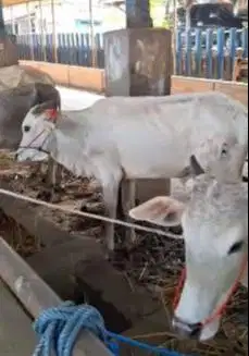 bakalan sapi jantan 1 tahunan TB 110cm siap penggemukan qurban 2026 ok