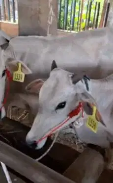 bakalan sapi jantan 1 tahunan TB 110cmUP layak penggemukan kurban 2026