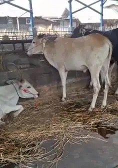 bakalan sapi jantan 1 tahunan TB 110cmUp layak penggemukan qurban 2026