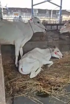 bakalan sapi jantan 1 tahunan TB 110cmUP layak penggemukan qurban 2026