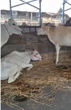 bakalan sapi jantan 1 tahunan TB 110cmUp layak digemukin qurban manteb