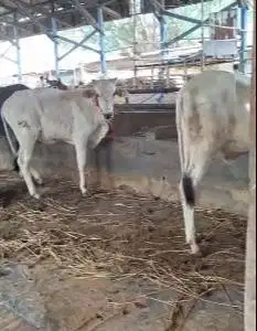 bakalan sapi jantan 1 tahunan TB 110cmUp layak digemukin qurban manteb