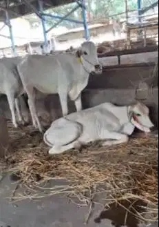 bakalan sapi jantan 1 tahunan TB 110cmUP layak penggemukan kurban 2026