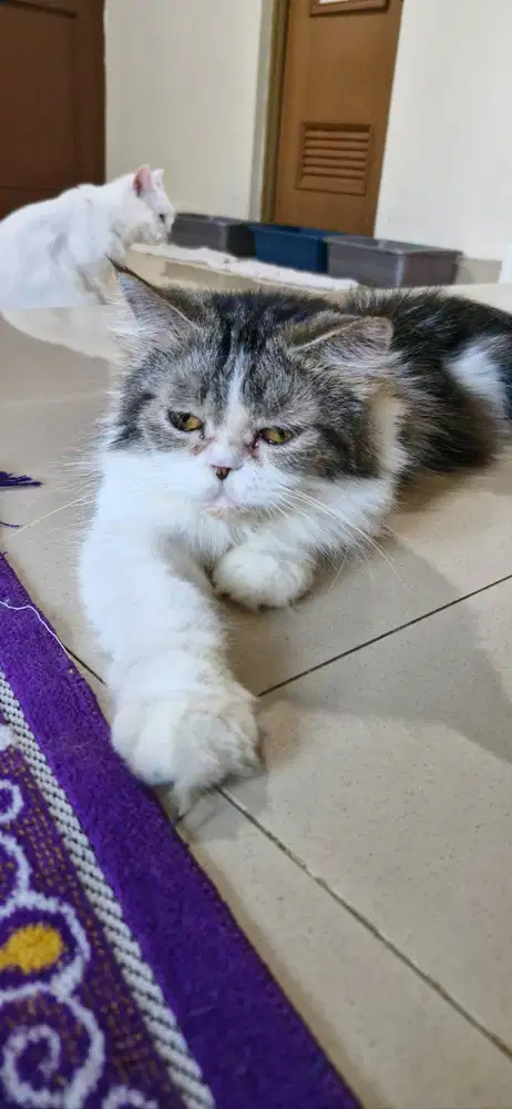 Dibutuhkan Asisten Cathouse