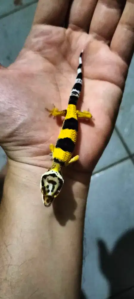 Gecko lemon frost