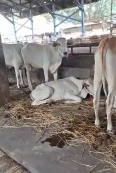 bakalan sapi jantan 1 tahunan TB 110cmUP layak penggemukan qurban 2026