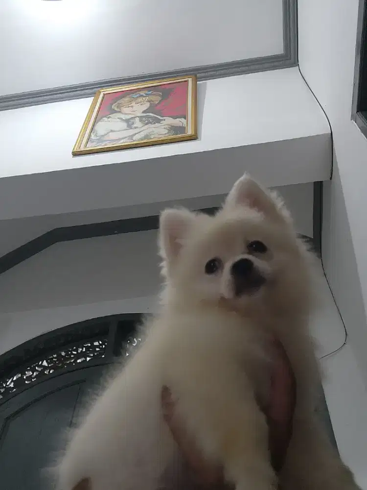 ANAKAN MINIPOM LINCAH