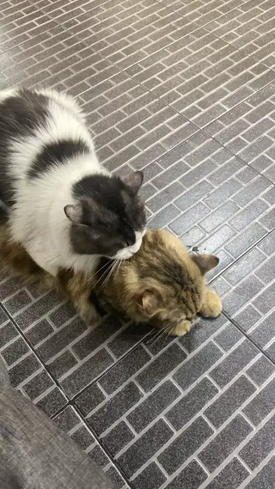 Open jasa pacak kucing Persia