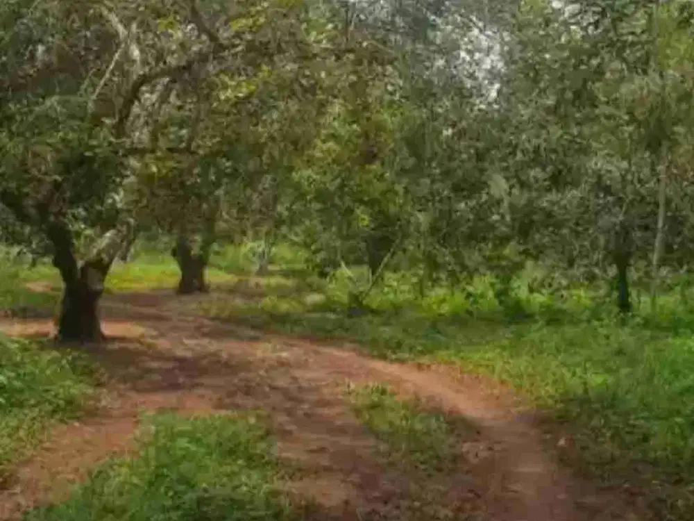 Kebun rambutan & mangga 2Ha Pagaden 90 ribu per meter