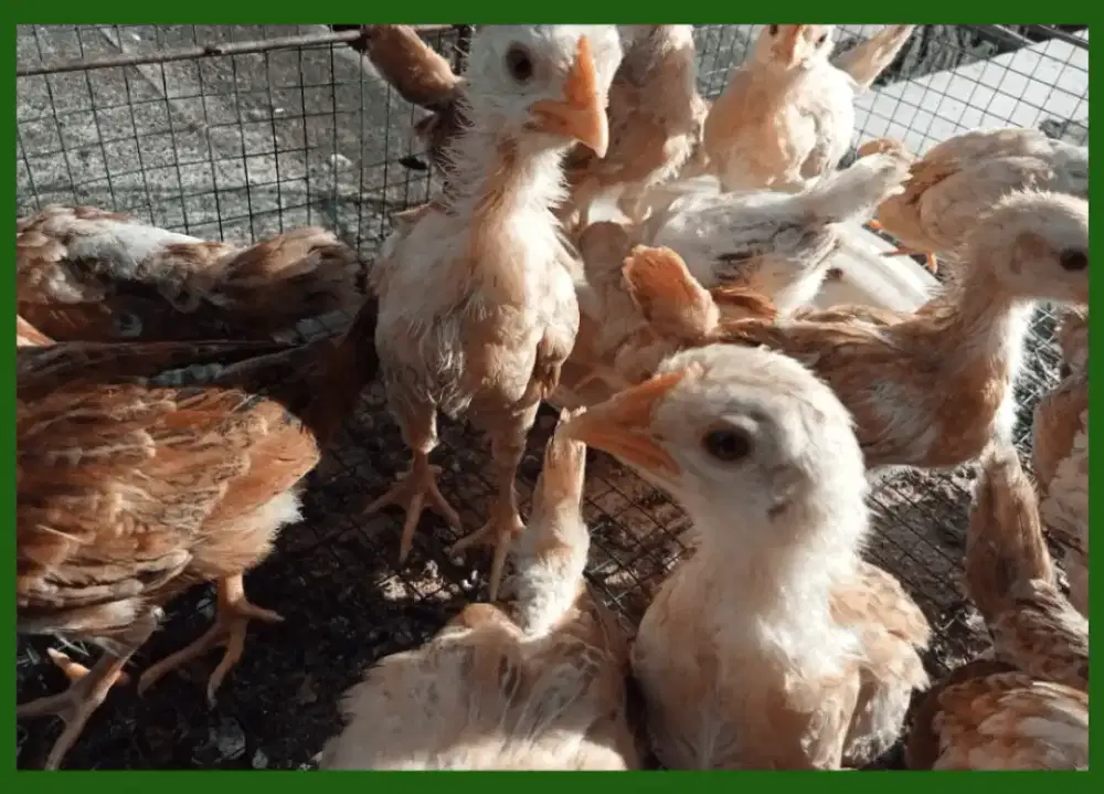 AYAM ELBA UMUR 5 MINGGU