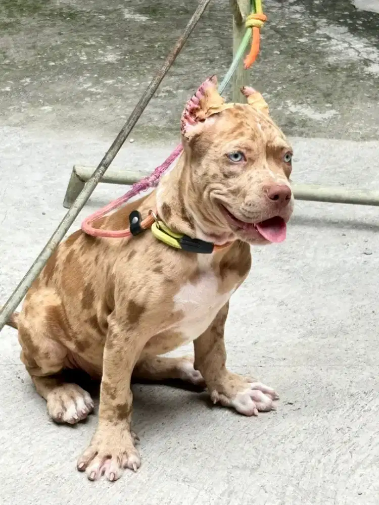 Pitbull merle betina big size