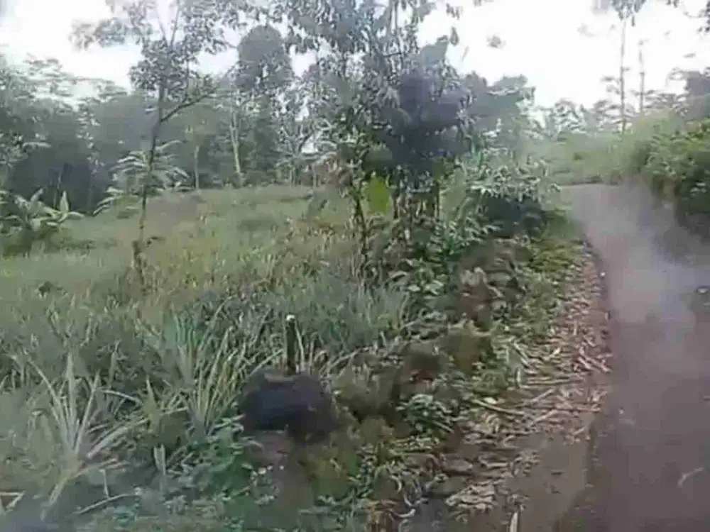 Kebun nanas 1250 m2 Kasomalang Subang