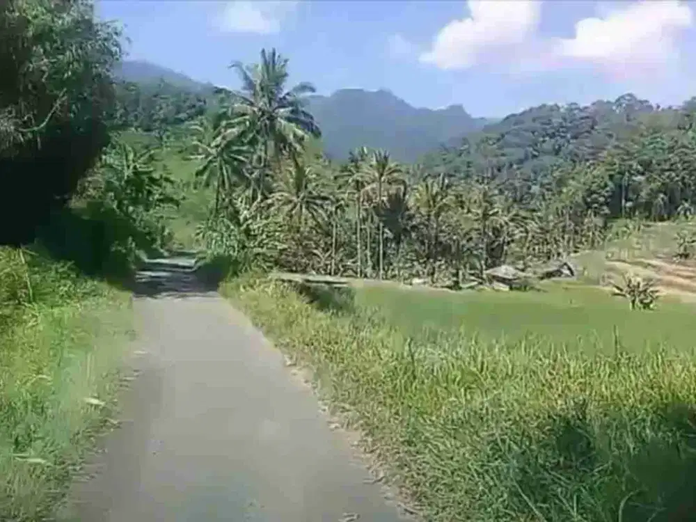 Sawah Subur 2100 m2 90 ribu per meter Ciater Subang