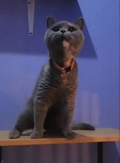 Kucing BSH British Shorthair Betina Non Ped