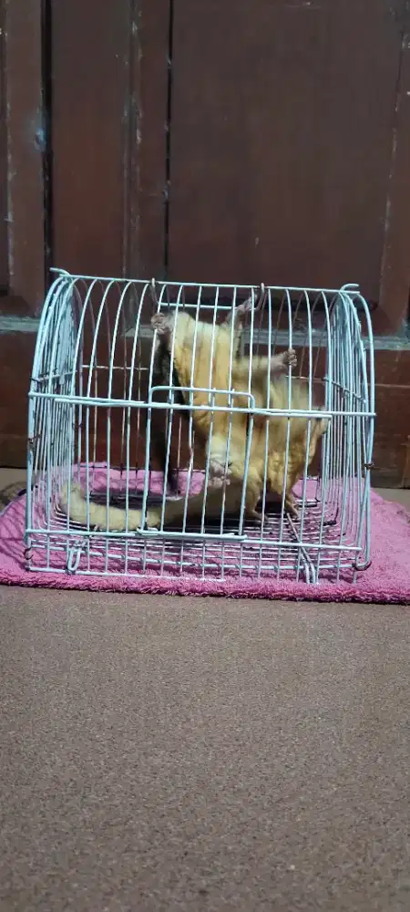 Sugar glider sepasang produksi fullset kandang
