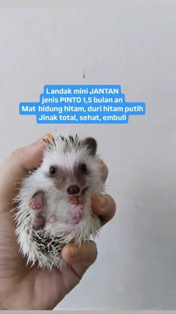 Landak mini hedgehog hoglet anakan kandang ayam hamster sg kitten bayi