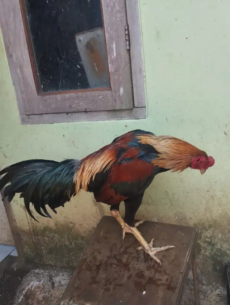 Ayam aduan Pamangon