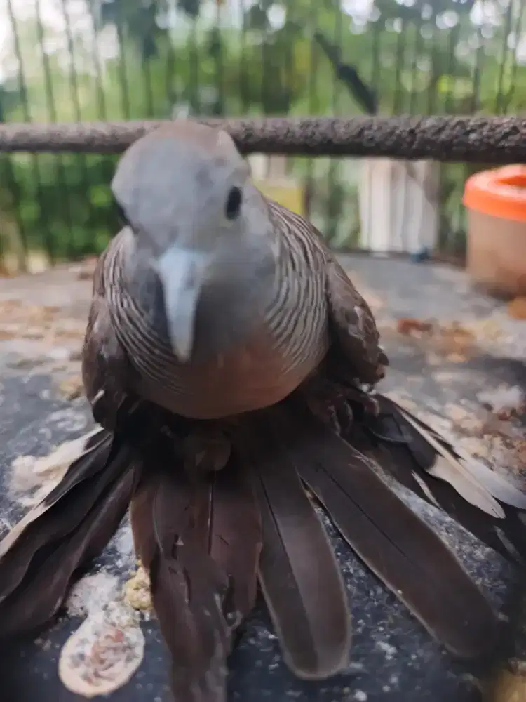 Burung perkurut katuranggan
