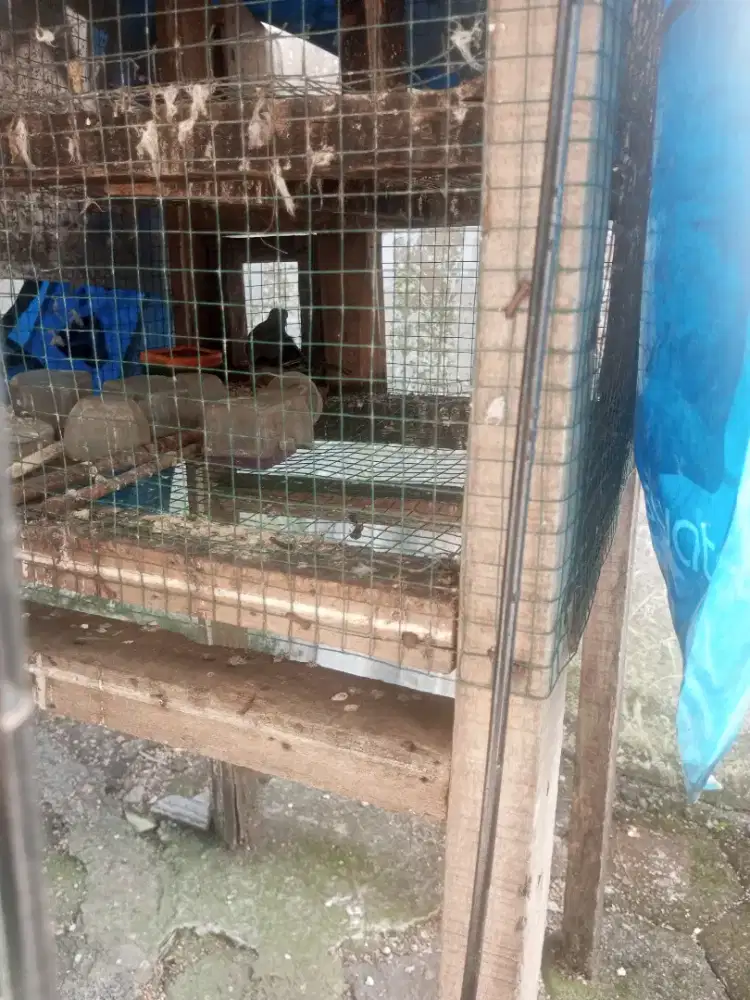 Burung perkutut terawat