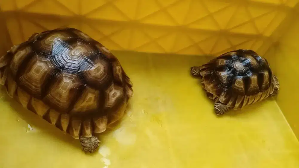 Dijual Kura Sulcata Sehat & Terawat, Meruya Selatan Jak Bar