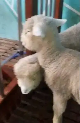 2 pasang anakan cempe domba merino hias superan 4 bulanan 4 ekor puas