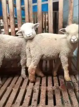 2 pasang 4 ekor cempe anakan domba merino superan 4 bulan gemeusin top