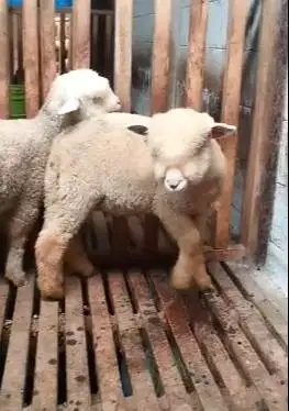 2 pasang 4 ekor cempe anakan domba merino 4 bulanan superan gemeusin